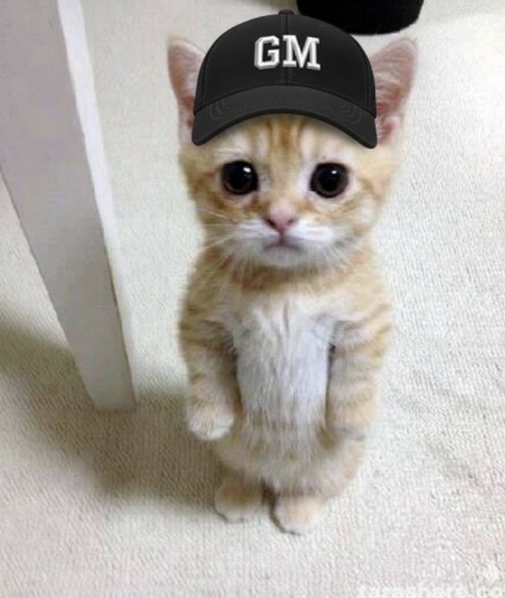 Standing Cat (SCAT) tweet media