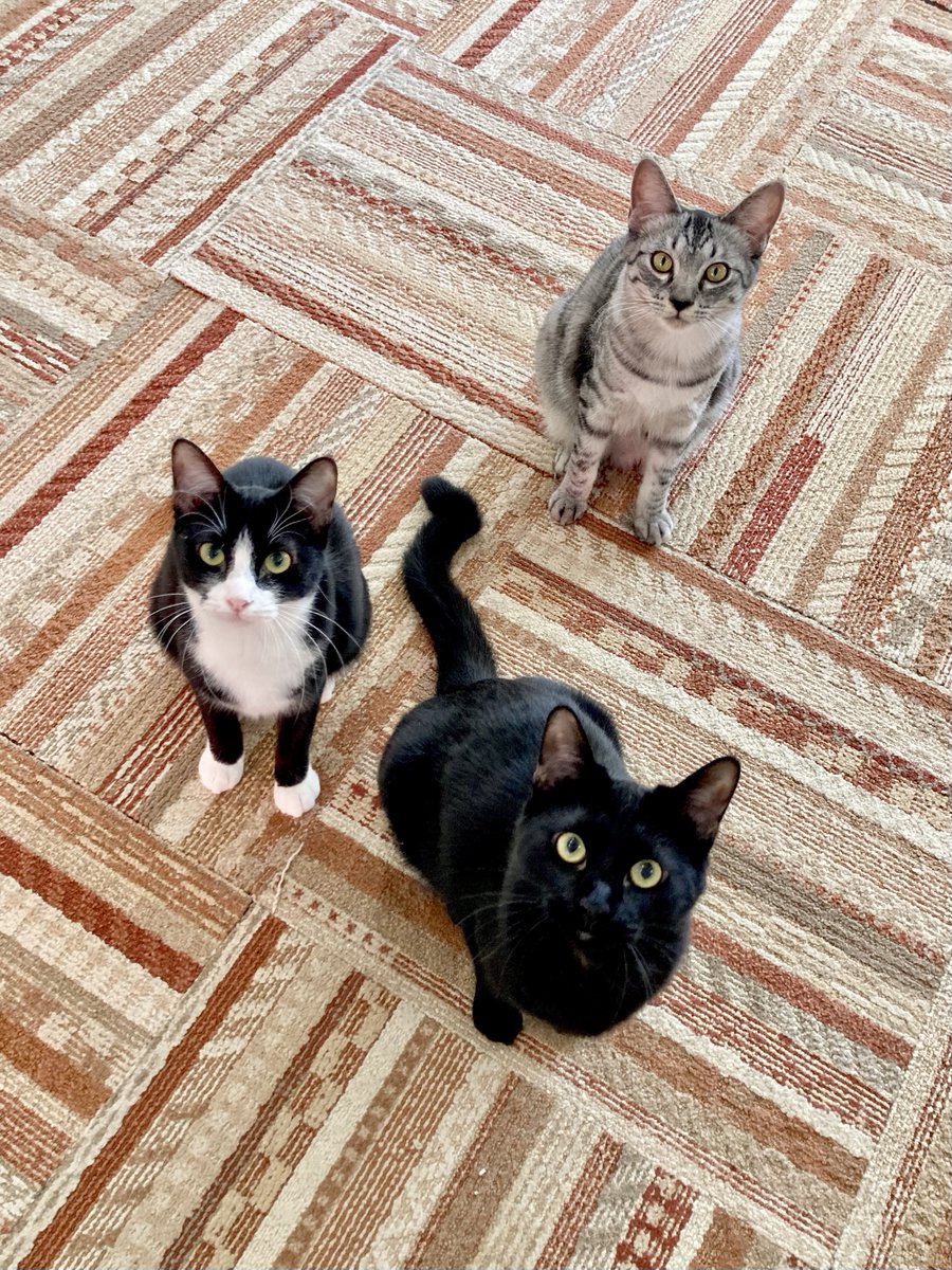 にゃん太郎 (@nyannyan__taro) / Posts / X