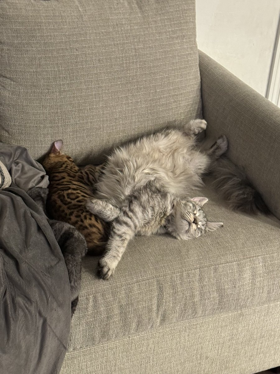 FlackoBetsDaily's tweet photo. Before the bets, the parlays, and the chaos…
these are my ride-or-dies 🐾

Selene &amp; Luna 
The only ones I trust more than my locks 😂

If you’re here for bets and vibes, you’re in the right place.
Follow along.

#FlackoBets #cats #LasVegas #CatGang https://t.co/80C7kcdWMR