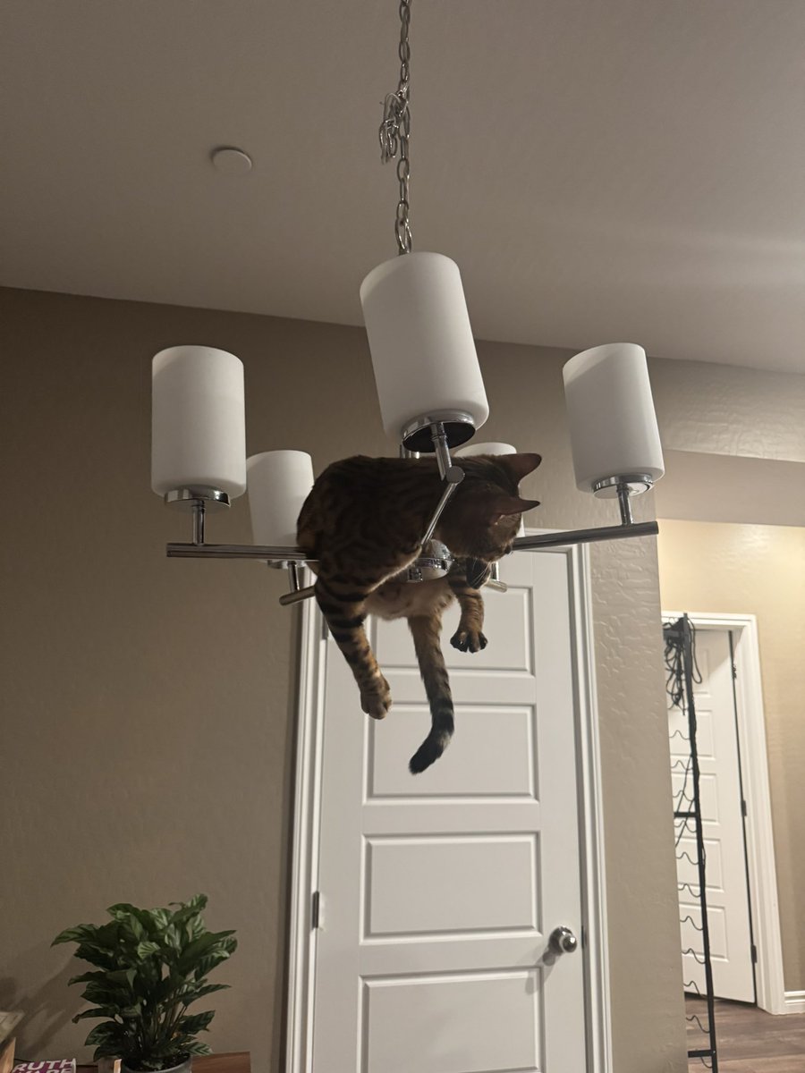 Before the bets, the parlays, and the chaos…
these are my ride-or-dies 🐾

Selene &amp; Luna 
The only ones I trust more than my locks 😂

If you’re here for bets and vibes, you’re in the right place.
Follow along.

#FlackoBets #cats #LasVegas #CatGang