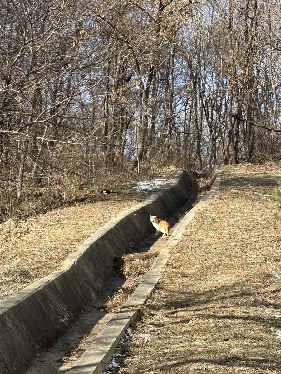오늘만난 점순고영 치즈고영