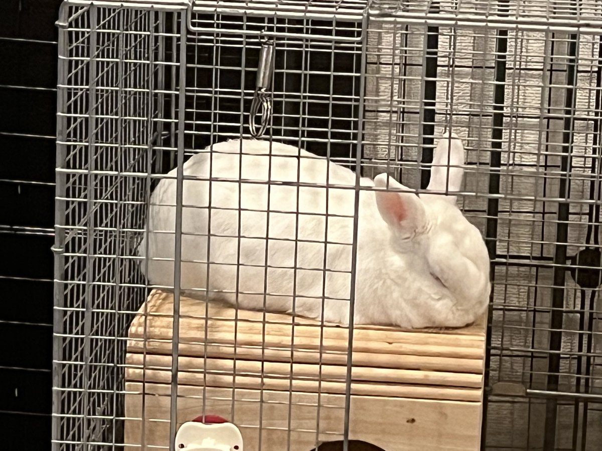 飼い主が必死こいて仕事している中、テテはうとうとおねんね…
時間帯によってお昼寝場所が変わるの、ほんとかわいいね🥹
(これはお昼過ぎあたり)