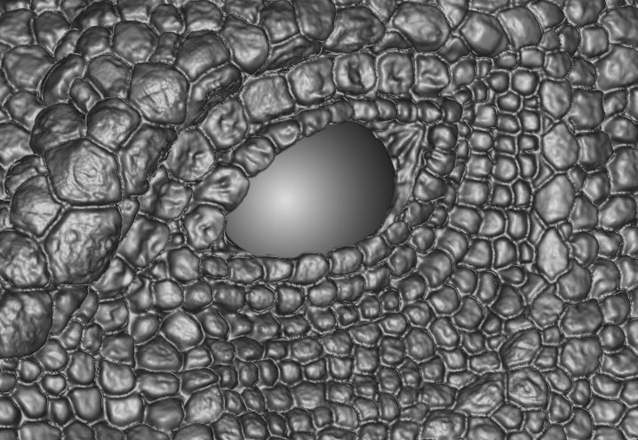 #공룡 #스피노 #도마뱀 #파충류 #blender #blender3D #dinosaur #spinosaurus #spino #sculpt