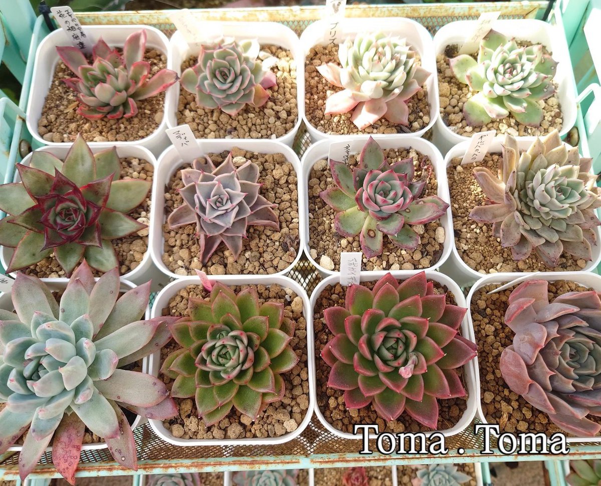 ぐるっと子株付き❇️名無しさん多肉❇️抜き苗 6頭 ぐるっと子株付き