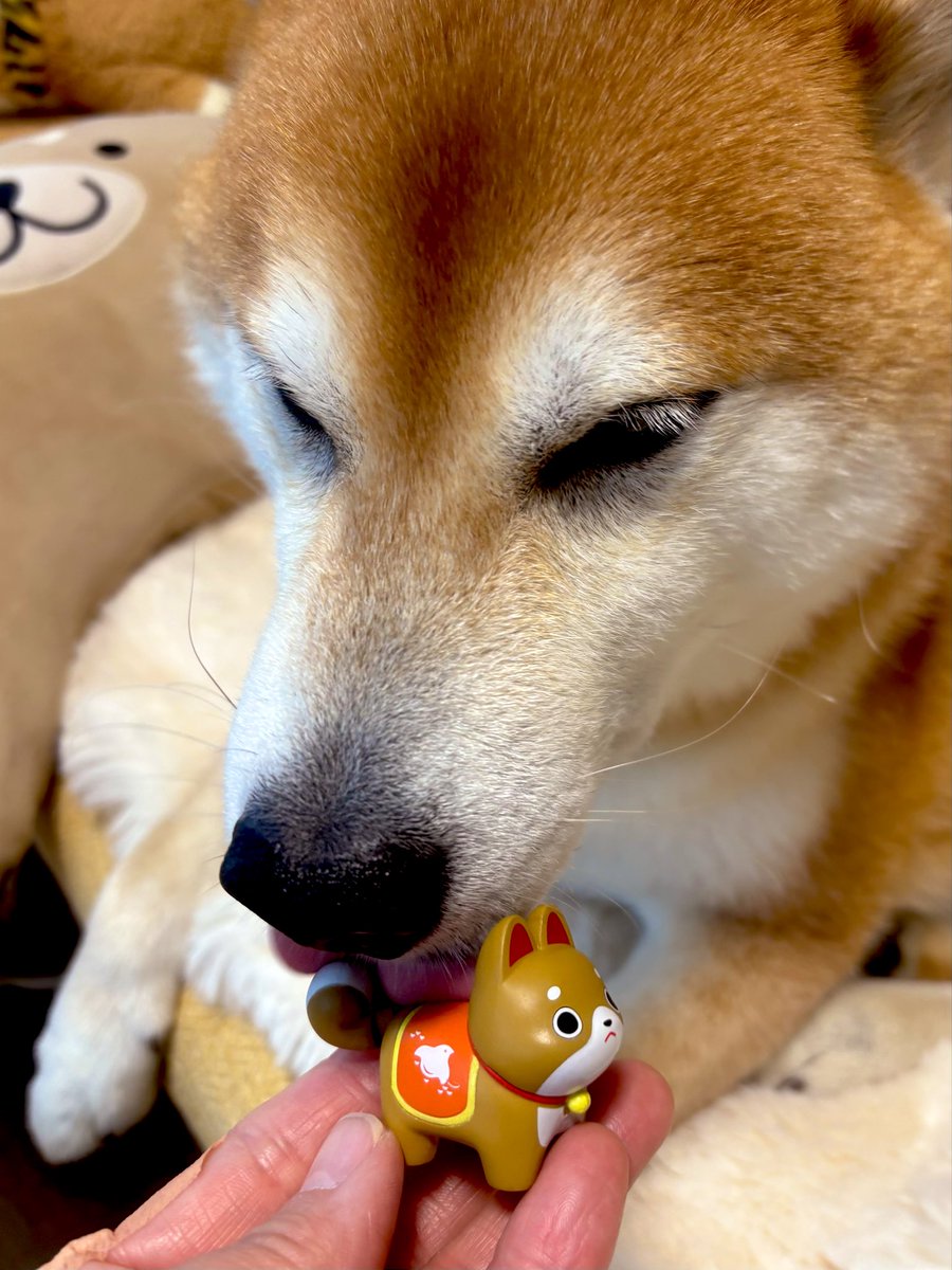 しばわんこ (@48dogchat1mame2) / Posts / X