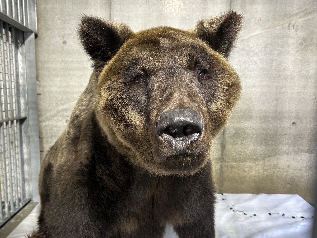 神戸市立王子動物園（公式） tweet media
