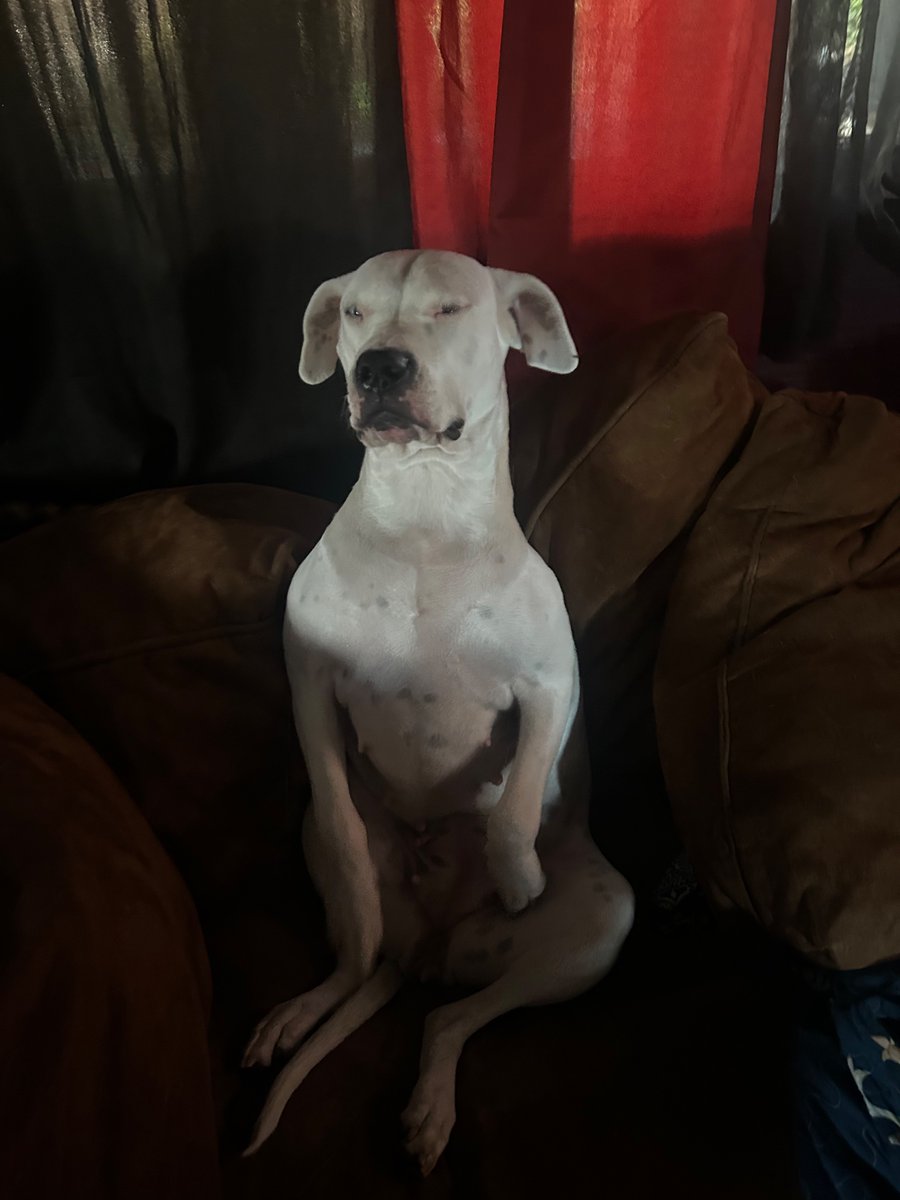 Cozybytes_'s tweet image. i want to kill a man for gas station pizza

here’s my dumbass dog