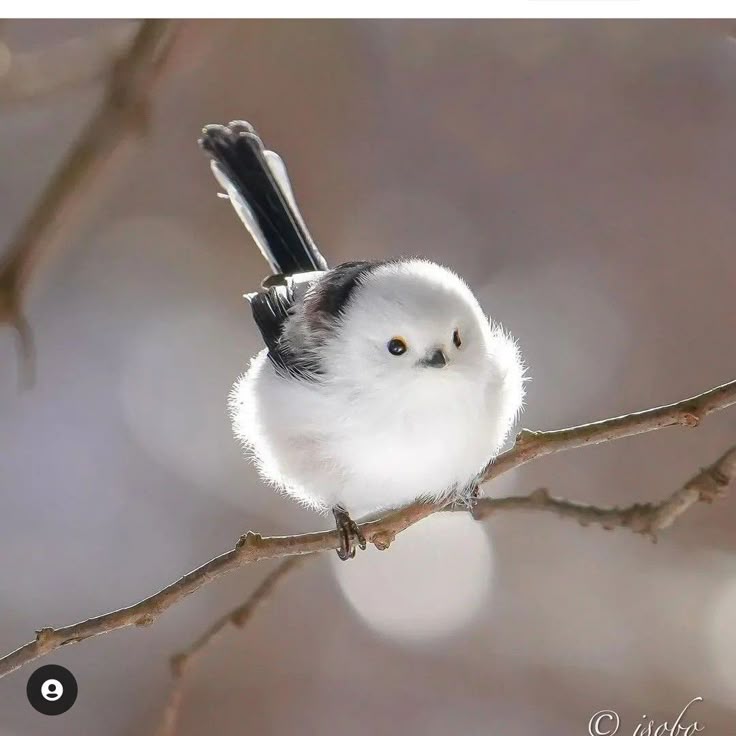 Birds Colour 🕊️ (@birdscolour56) on Twitter photo 