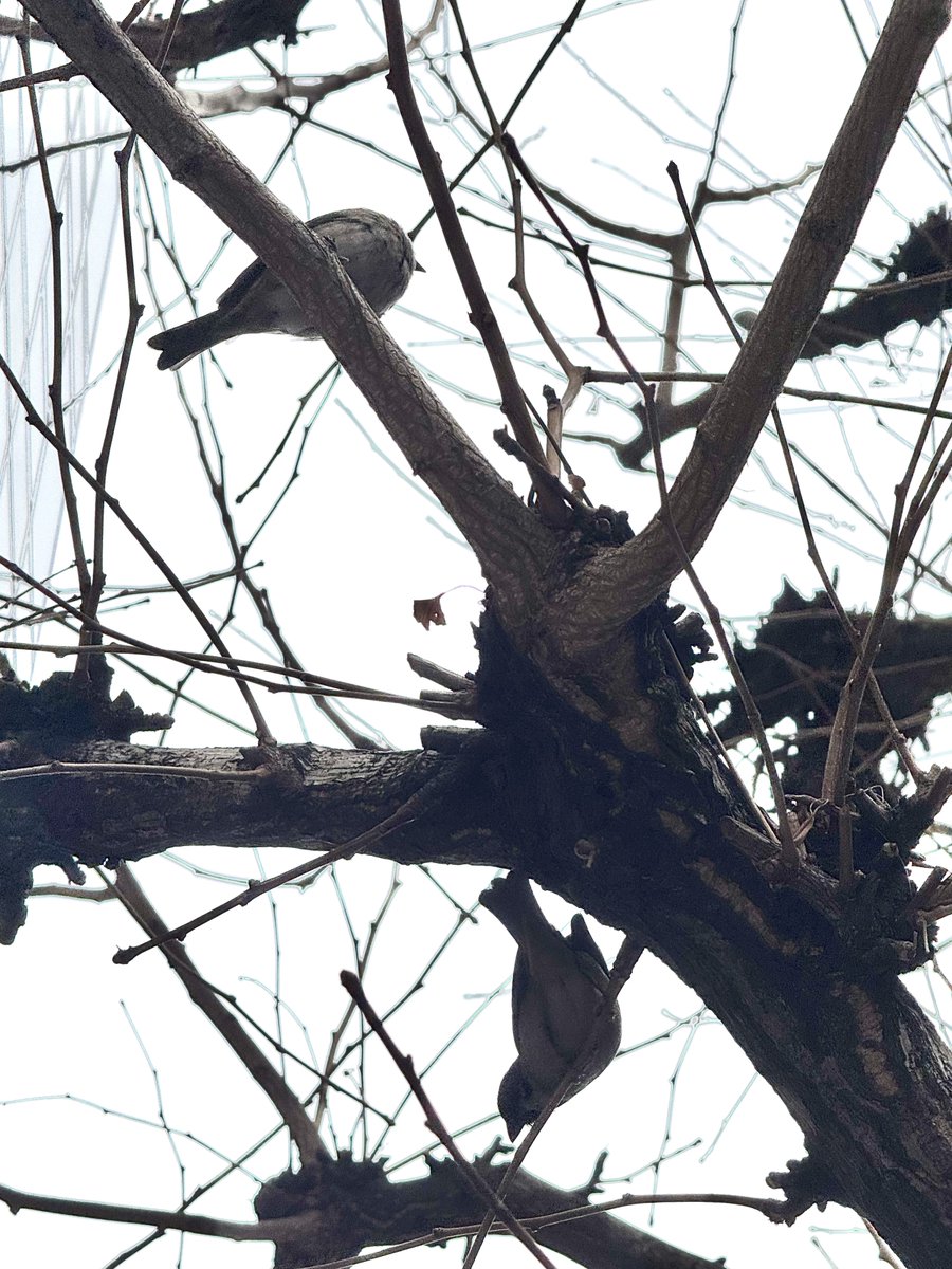 fujifuji_fave's tweet image. 遅ランチ食べて店出たらチュンさん達のお迎えが🤭

ここは都内中央区、減ってる話はもしやむしろ田舎で田んぼが減ったから🌾比例して現地で減ってるという事？🥺

#雀 #iphone15promax