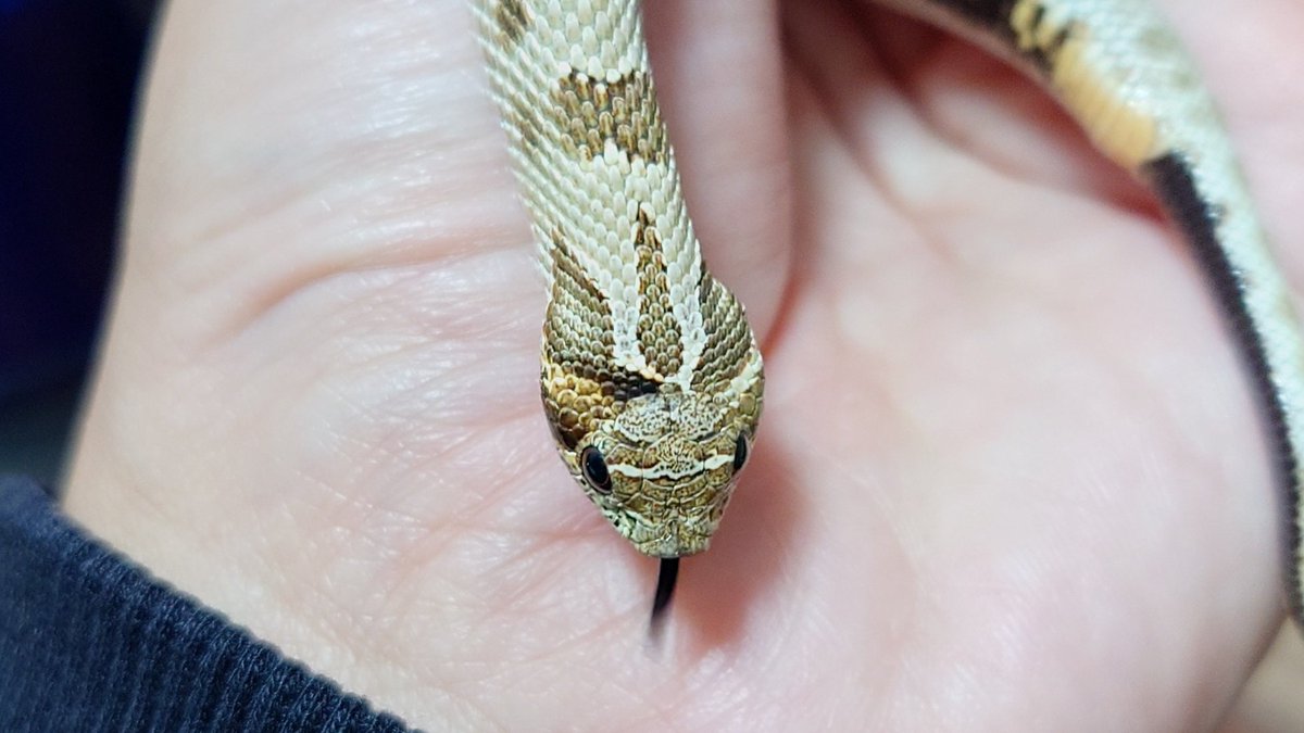 脱皮不全じゃないよ〜
部分的に色が濃いだけだよ〜
#シシバナ
#セイブシシバナヘビ