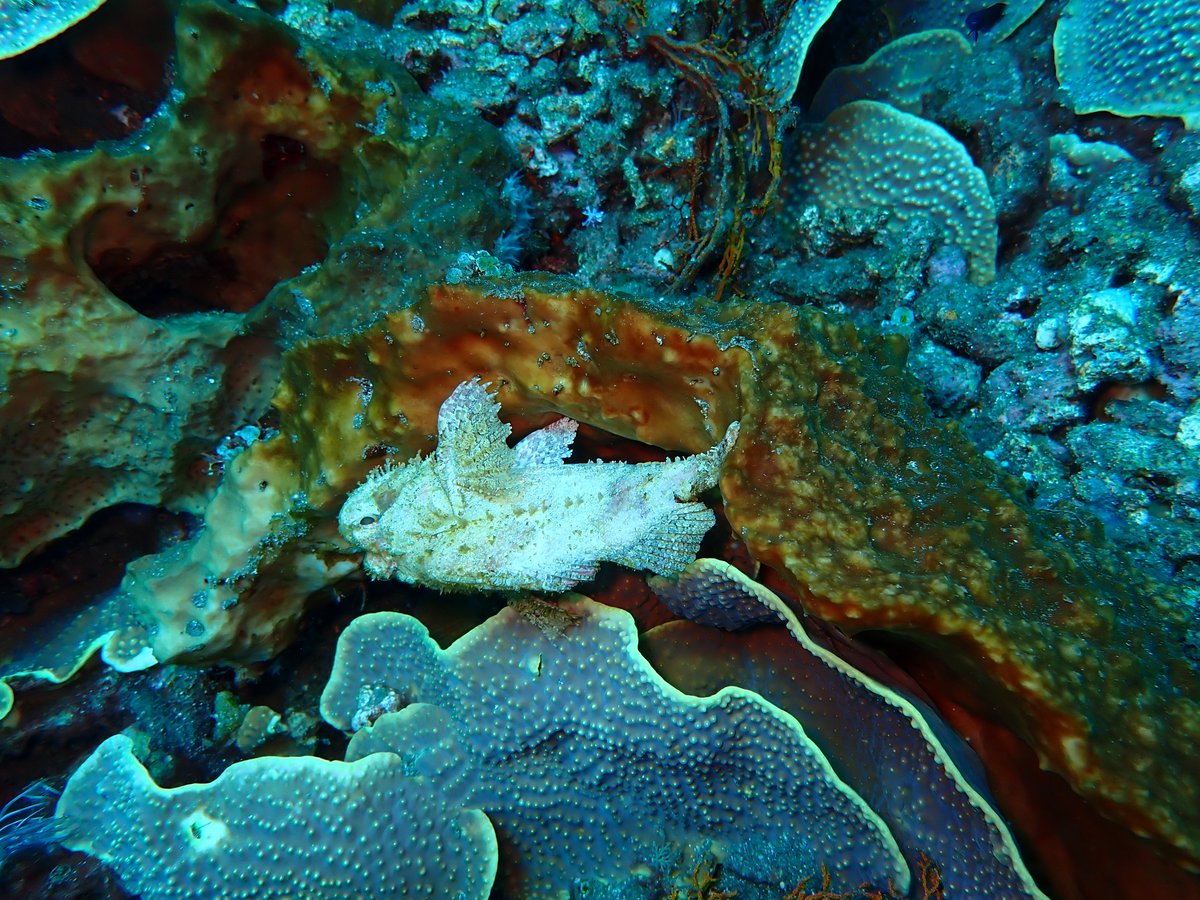 enadive's tweet photo. Come enjoy the under water world of Bali, book to https://t.co/HnQv5Wa5rk #diving #Divers #lifecoral #coralgarden https://t.co/tUKxxG43GY