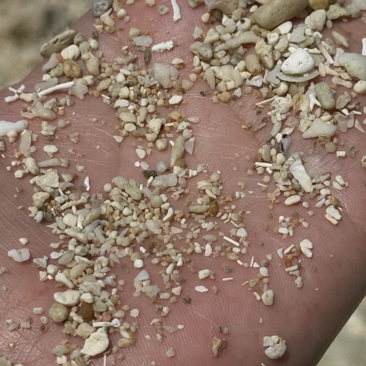 sfkkfs_'s tweet image. ถ้าใครไปเที่ยว Okinawa จะมีเกาะเล็กๆที่ชื่อว่า 
เกาะ Teketomi มีความพิเศษตรงที่ ส่วนหนึ่งของหาดทราย มีดาวให้เราเก็บ 🌟🌊 

 มีคนมานั่งหาดาวกันเต็มหาดเลย น่ารักมากกก 
แล้วน้ำใสมากก อยากไปเที่ยวอีก ;-;