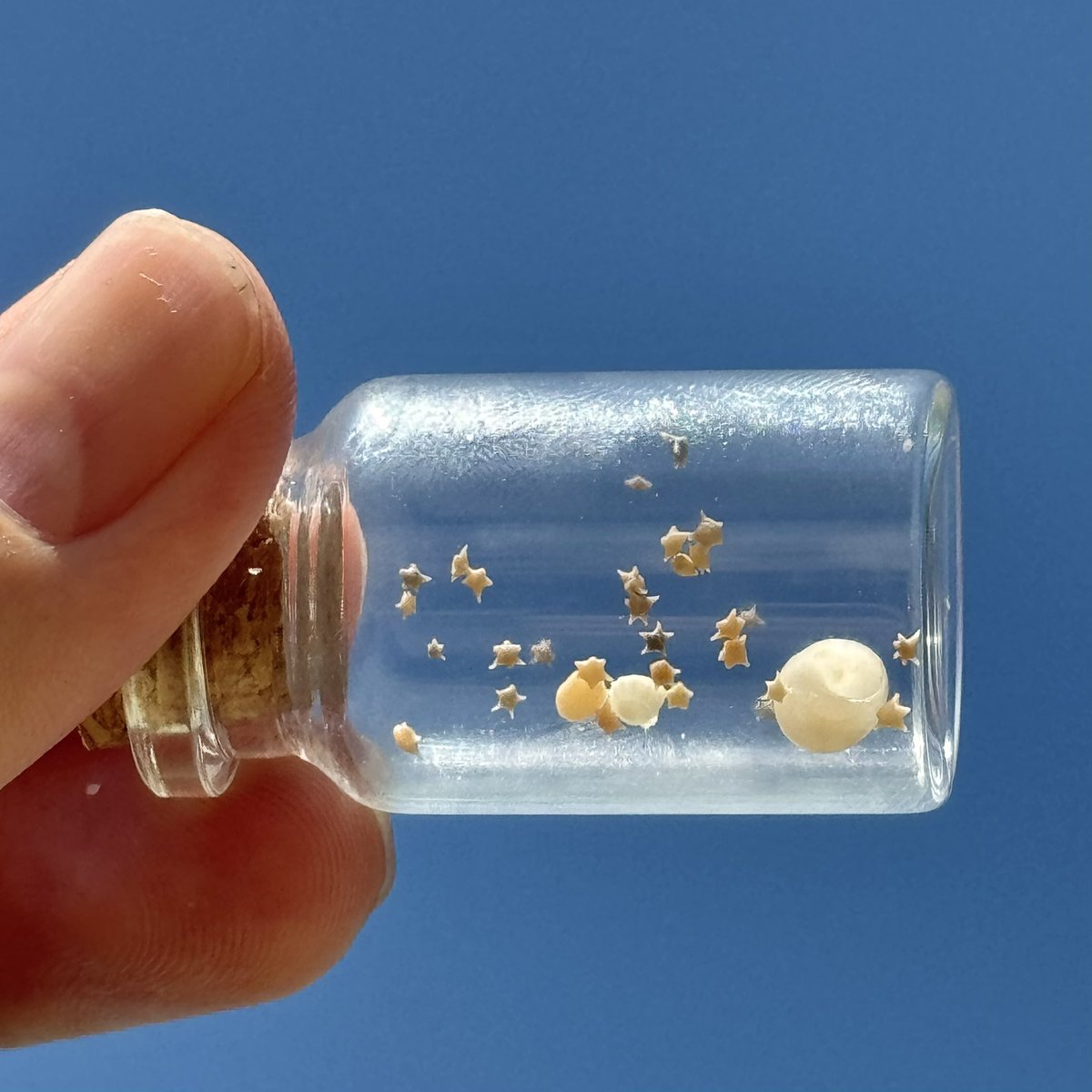 sfkkfs_'s tweet image. ถ้าใครไปเที่ยว Okinawa จะมีเกาะเล็กๆที่ชื่อว่า 
เกาะ Teketomi มีความพิเศษตรงที่ ส่วนหนึ่งของหาดทราย มีดาวให้เราเก็บ 🌟🌊 

 มีคนมานั่งหาดาวกันเต็มหาดเลย น่ารักมากกก 
แล้วน้ำใสมากก อยากไปเที่ยวอีก ;-;