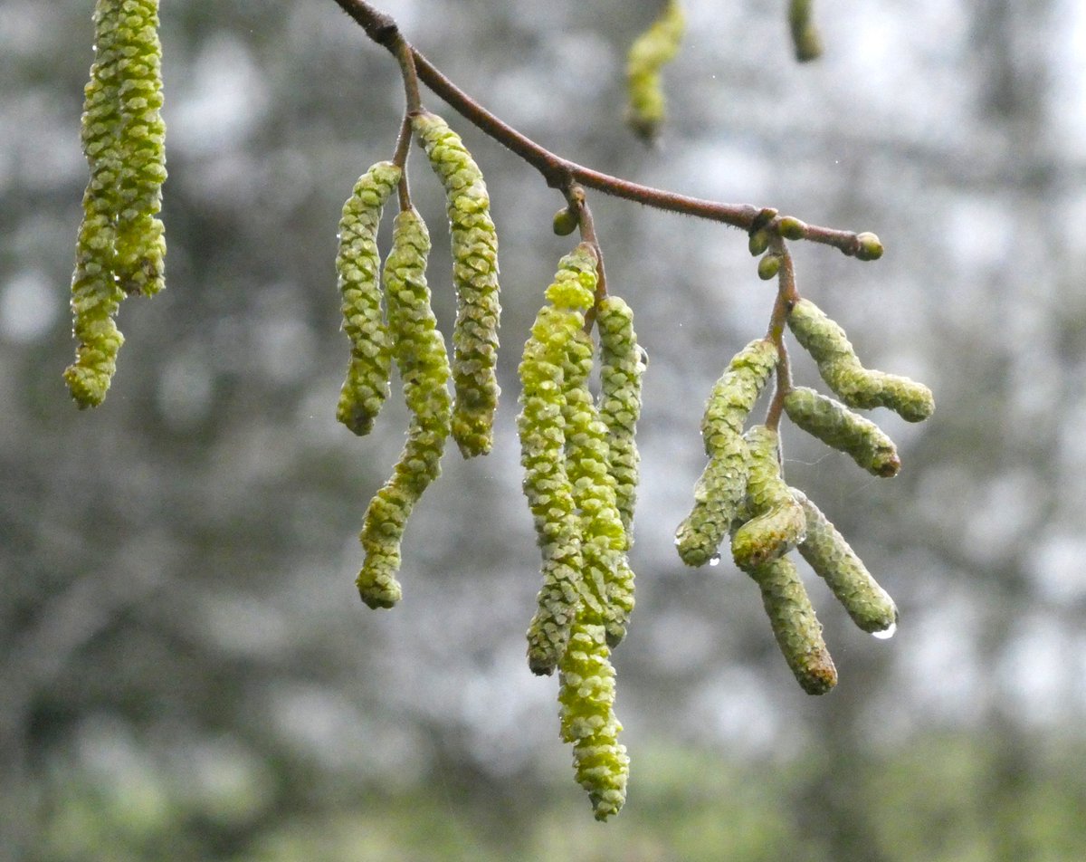 Beatrice Groves tweet media