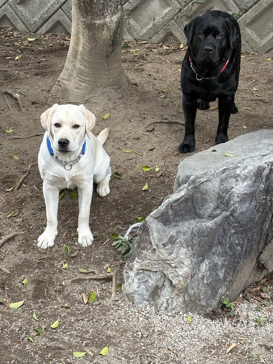 ラブラドールレトリーバー
