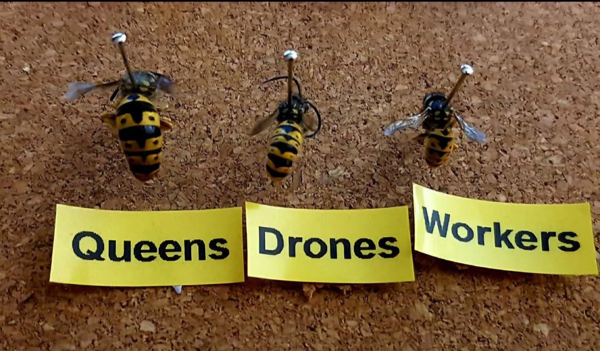With eWasp season well underway, the public are starting to see more eWasp activity.

More informatioon on the European wasps, see ewasp.com.au/insects-and-ar…

Precautions around you home see #europeanwasps #wasps #environment #PestControl
eWasp Management Team 
Image by eWasp