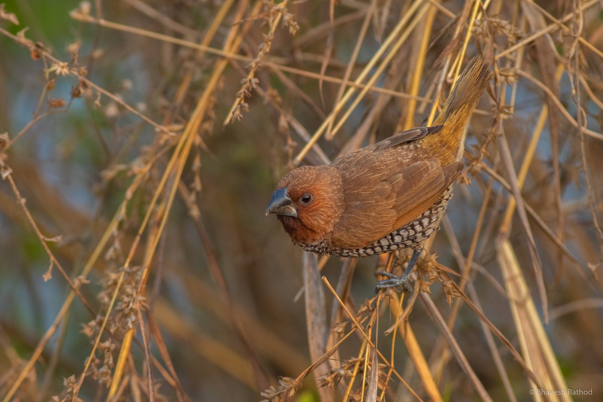 Scaly-breasted Munia (Spotted Munia) - Lonchura punctulata

Nerul, Maharashtra, India 🇮🇳
 
#birdphotography #NaturePhotography #wildlife #birds