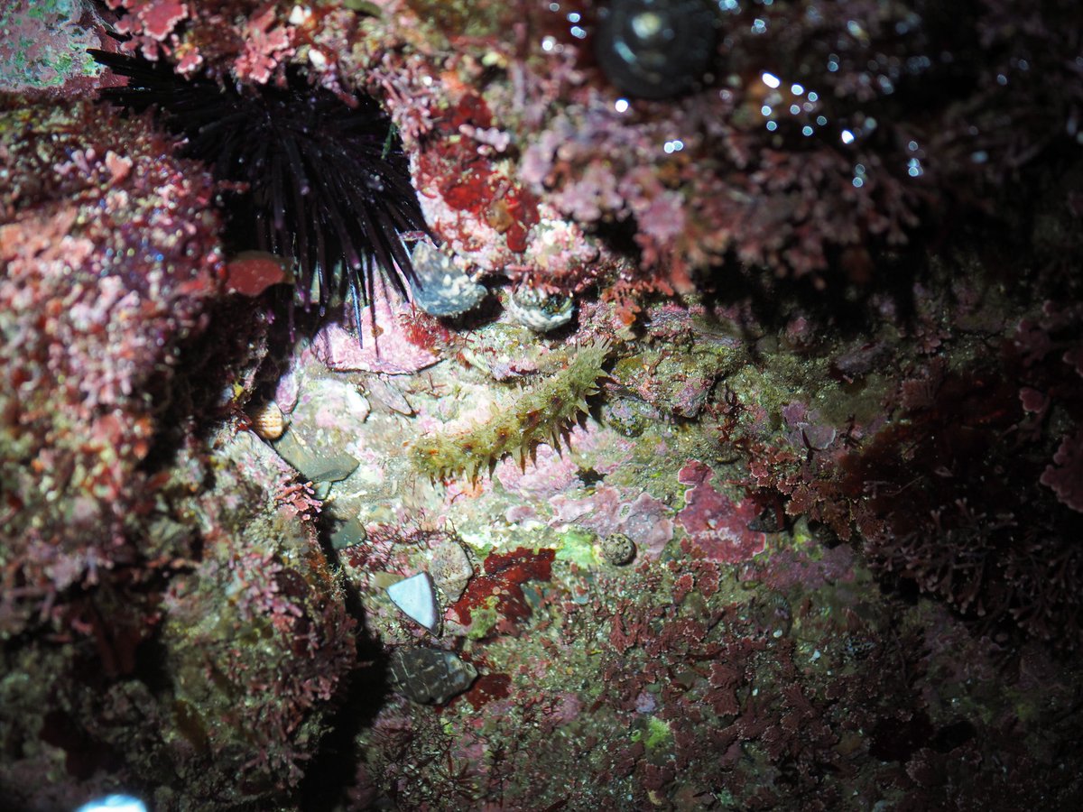 別のタイドプールで、これも2週間前とほぼ同じ場所にいた何かのナマコの小さな個体
2週間前←｜→一昨日