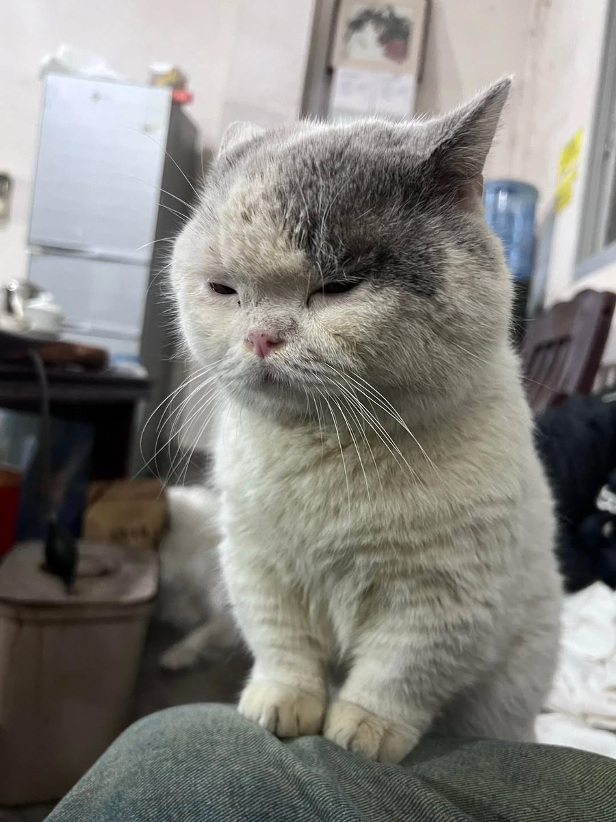 godxfjm's tweet image. พุดใหม่!

ทิ่พุดออดมา

แมวเก่าคือตุวหนัย!