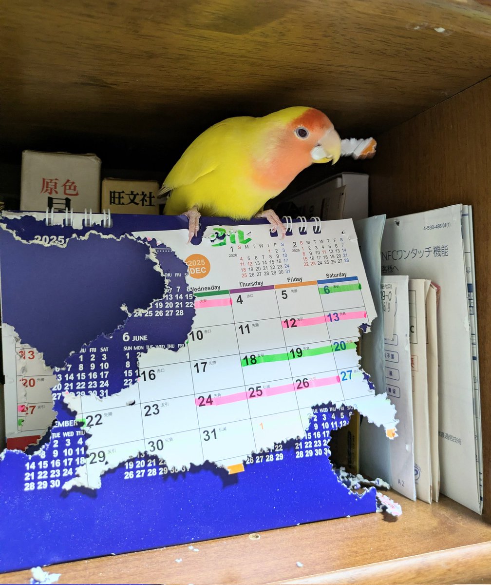だるまん（増量中。。） tweet media