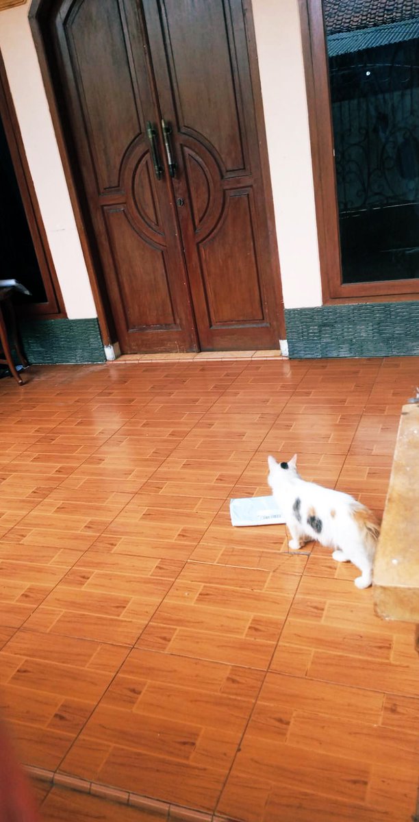 “paket diterima dengan selamat dan keadaan baik oleh mici si penunggu rumah huahahah lucuu bgtttt”😭💗💗