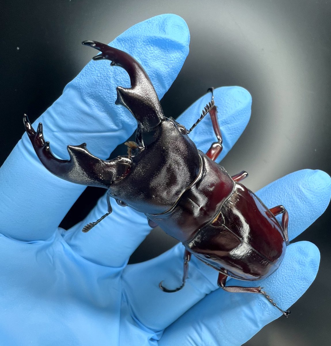 B_DRAGON (@BIG_Dragon14) / Posts / X