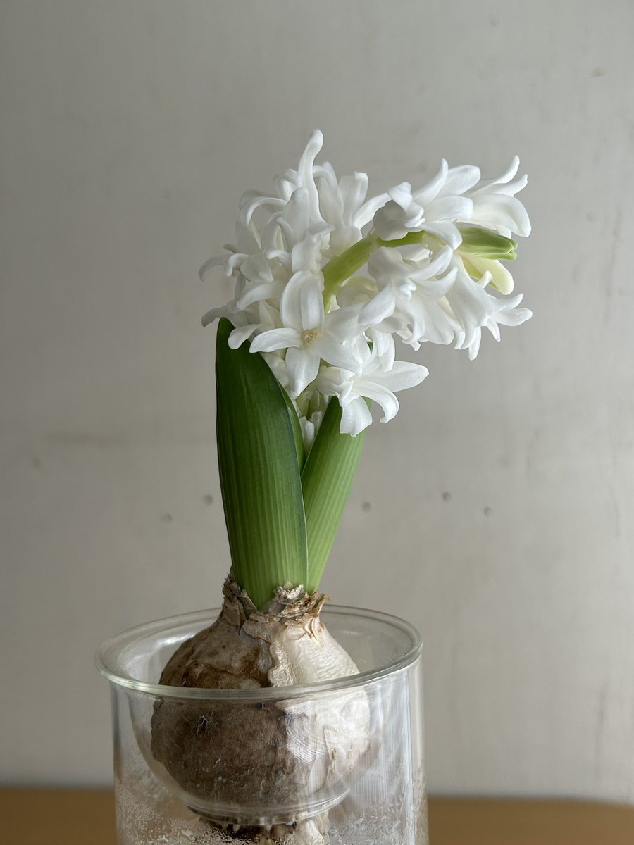 atelierLIB's tweet image. 京都文化博物館の展示。アクリル板の水溜り。水が満ちると詩情と悪夢がニ焦点レンズになる。救出できない水没しかけたグランドピアノ

粉雪チラチラ、イノダでコーヒー&amp;amp;ラムロック（レモンパイと悩む）コーヒーは砂糖とクリームは別添え派

雪の日のヒヤシンス