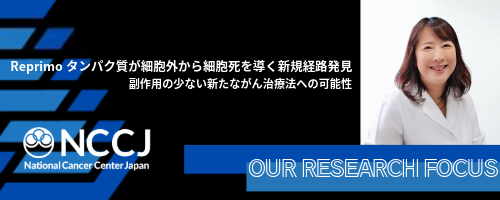 NCCJ_official's tweet photo. 【最先端の研究を知る～Reprimoが切り拓く、次世代がん治療】

研究所 基礎腫瘍学ユニットの大木独立ユニット長は、がん抑制遺伝子p53の研究を専門としています。
大木ユニット長らは、p53によって発現が誘導されるReprimoが細胞外へ分泌され、がん細胞に選択的な細胞死を誘導する全く新しい分子経路を世界で初めて解明しました。
Reprimoは、がん細胞表面の受容体を介してHippo–YAP–p73経路を作動させる一方、正常細胞にはほとんど影響を与えません。
本成果は、副作用の少ない革新的ながん治療法の開発に道を開くものです。

▼Reprimoタンパク質が細胞外から細胞死を導く新規経路発見
https://t.co/VDW1prnLdT

#Reprimoタンパク質 #p53遺伝子 #Hippo経路 #がん #がん研究