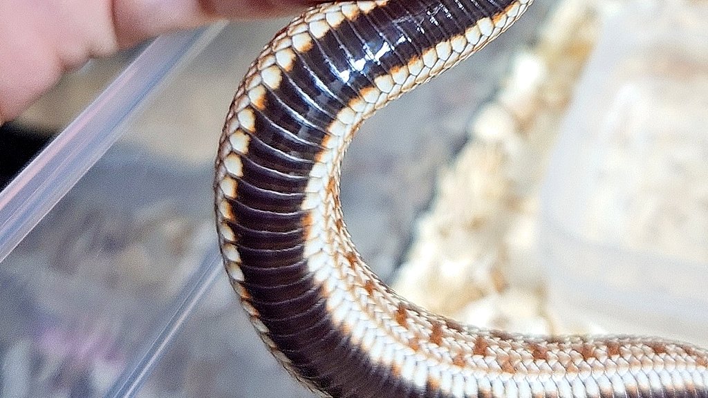 JRSでお迎えしたコンダHet…
ベリーが茶色いし透けている。
タフィやピスタチオのそれとも違うし…何かわからんけど、とても得した気分（笑）
#シシバナ
#セイブシシバナヘビ