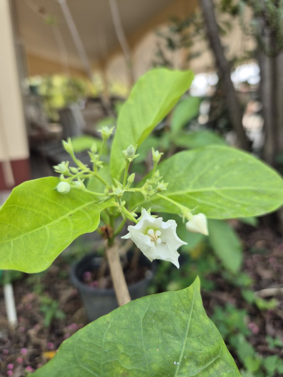 ชมนาดที่บ้านออกดอกแล้ว ดอกหอมมากเลย