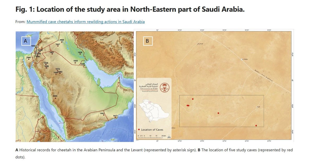 International Big Cat Alliance (IBCA) tweet media