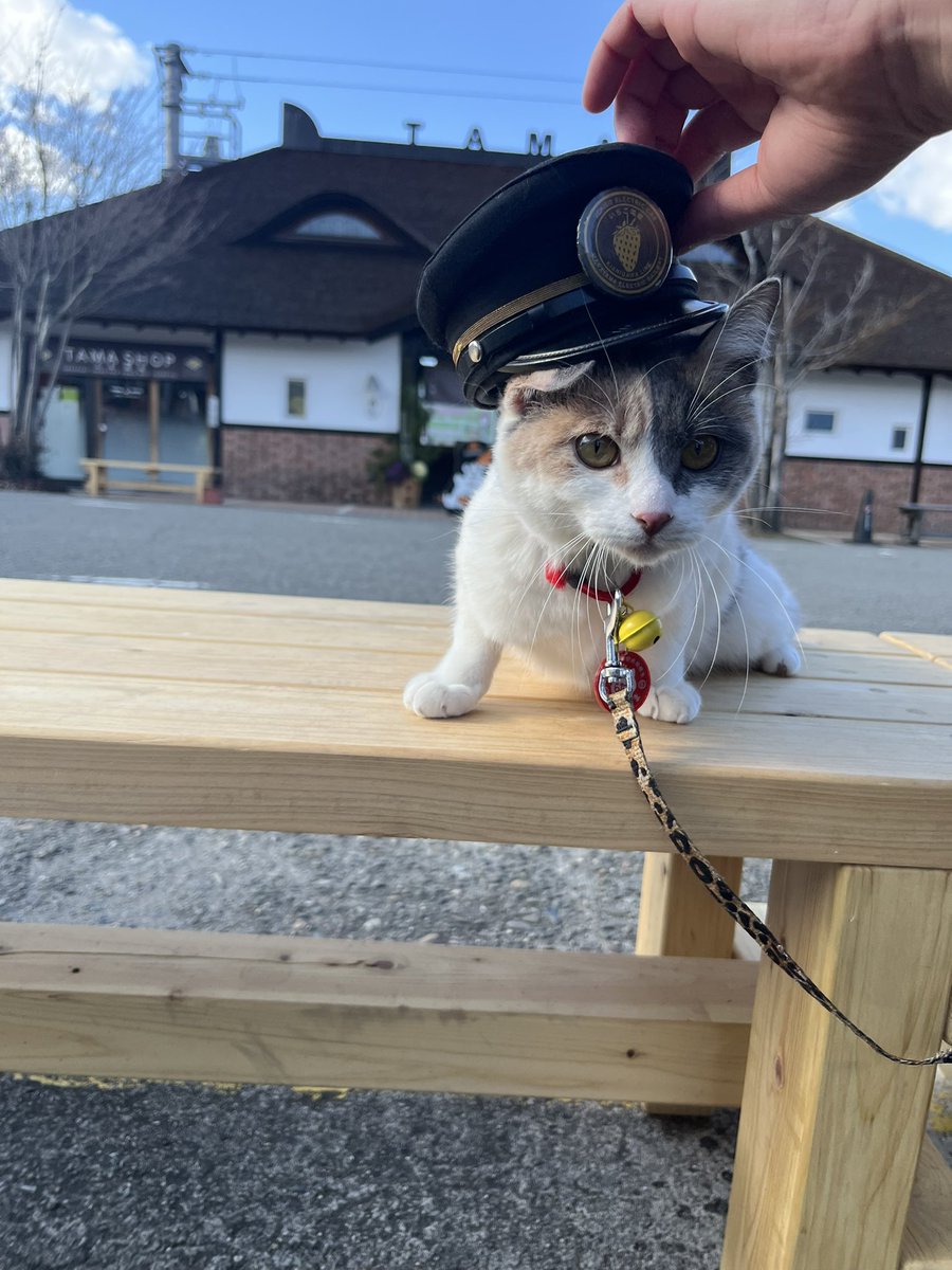 駅長たま (@ekichoTAMA) / Posts / X