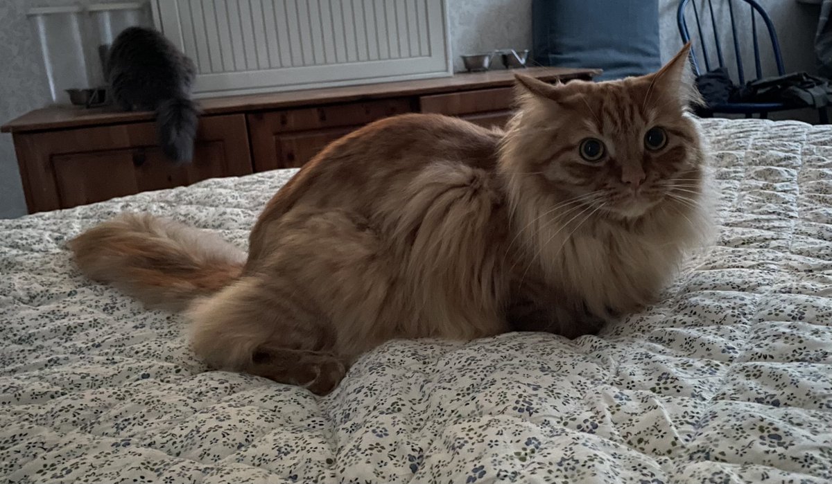 Burkāns nav ar mieru, ka konservs netiek pasniegts. Guļ pārmetoši.