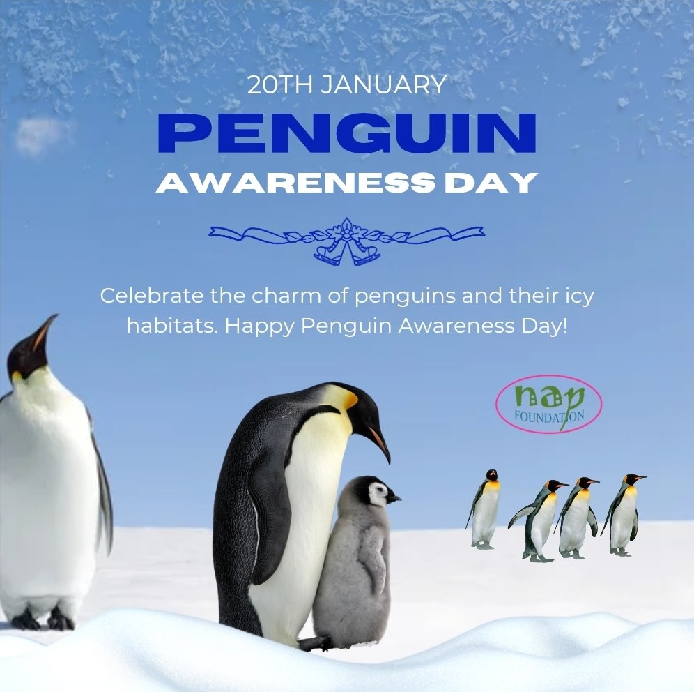 NAPFoundation_'s tweet photo. On Penguin Awareness Day, let’s protect these adorable ambassadors of the Antarctic and work together to preserve their fragile habitats. Every species matters. 🐧❄️
#PenguinAwarenessDay #SavePenguins #WildlifeConservation #ClimateAction #ProtectOurPlanet #Biodiversity https://t.co/zihYFboBWX