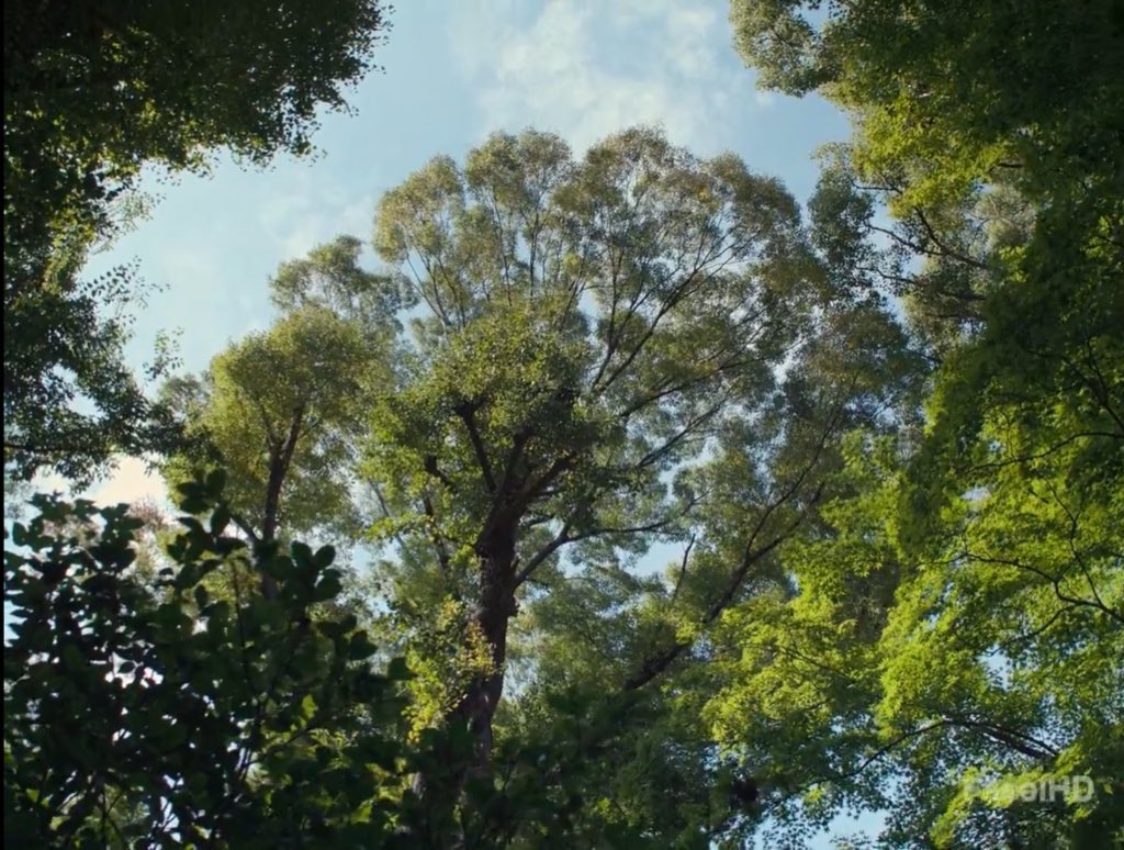 ᴀᴍᴀɴɪ. tweet media