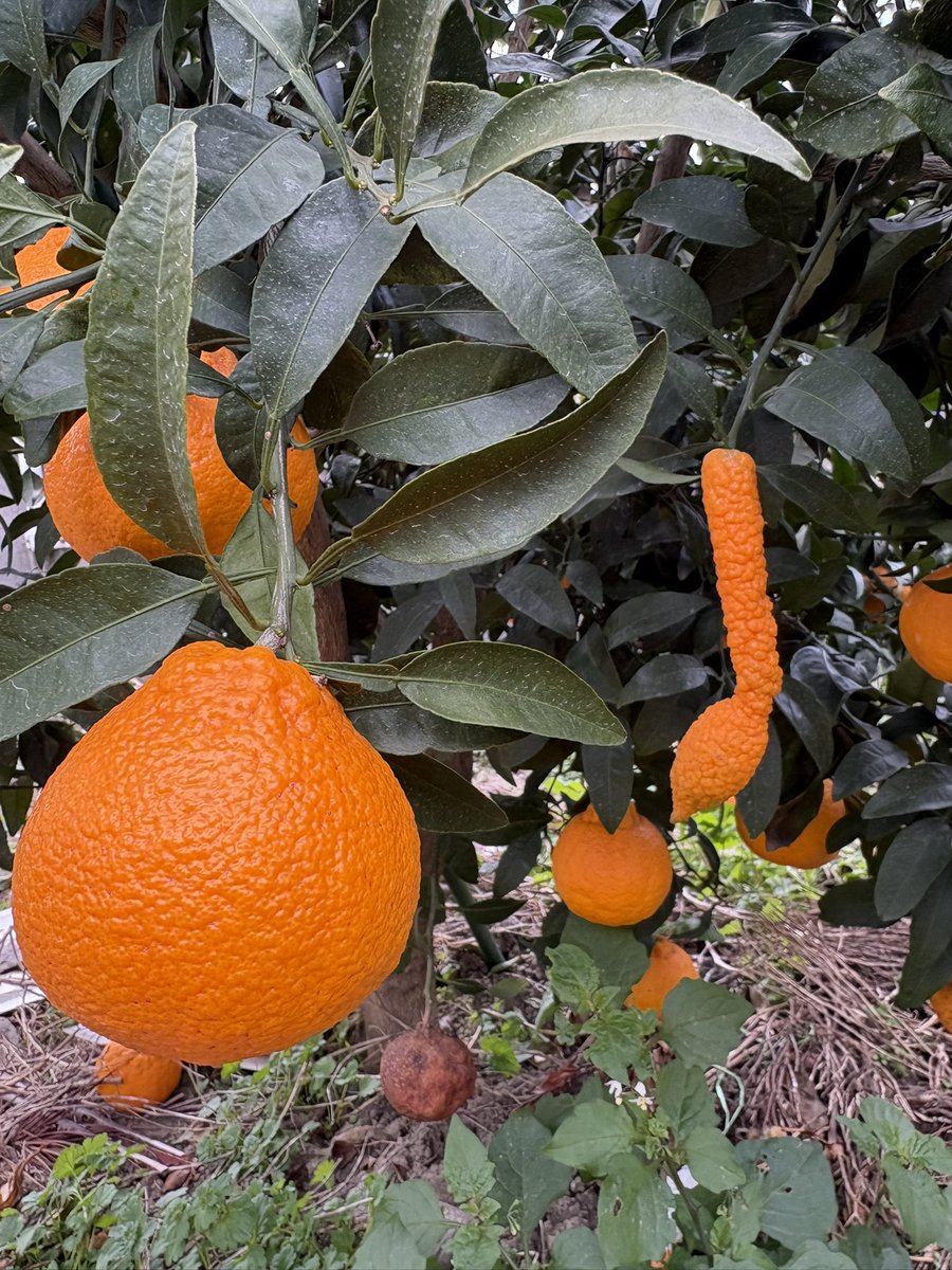 Orangeeeen (@Orangeeeen2) / Posts and Replies / X