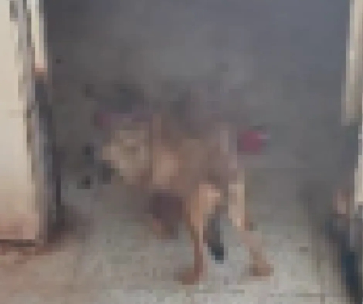 DogDeskAction's tweet image. 📢 I’ve just updated our petition with the latest on the Ordu shelter tragedy and why this fight is more urgent than ever.

🖊️ Please read, sign, and share: change.org/repealturkeysl…

#JusticeForDogs #EndAnimalCruelty #AnimalWelfare #RepealTheSlaughterLaw #SaveTurkeysStrayDogs🐾