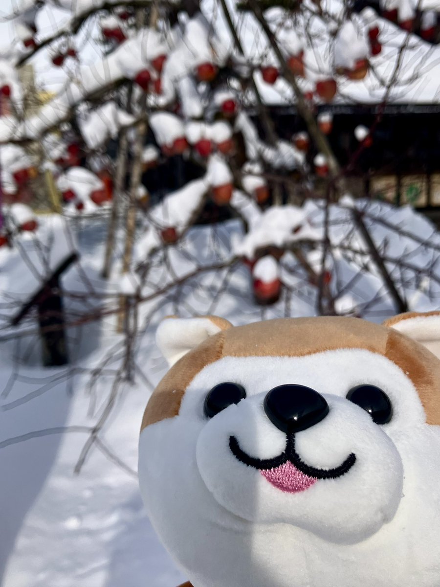 TLにぬいのドアップ画像をあげて人々を幸せにしよう計画