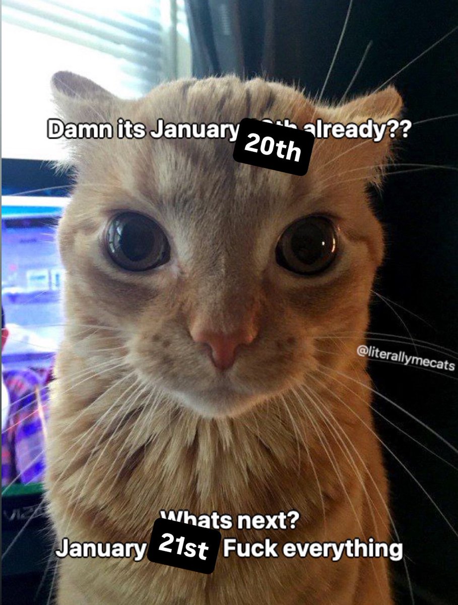 LiterallyMeCats (@literallymecats) on Twitter photo 