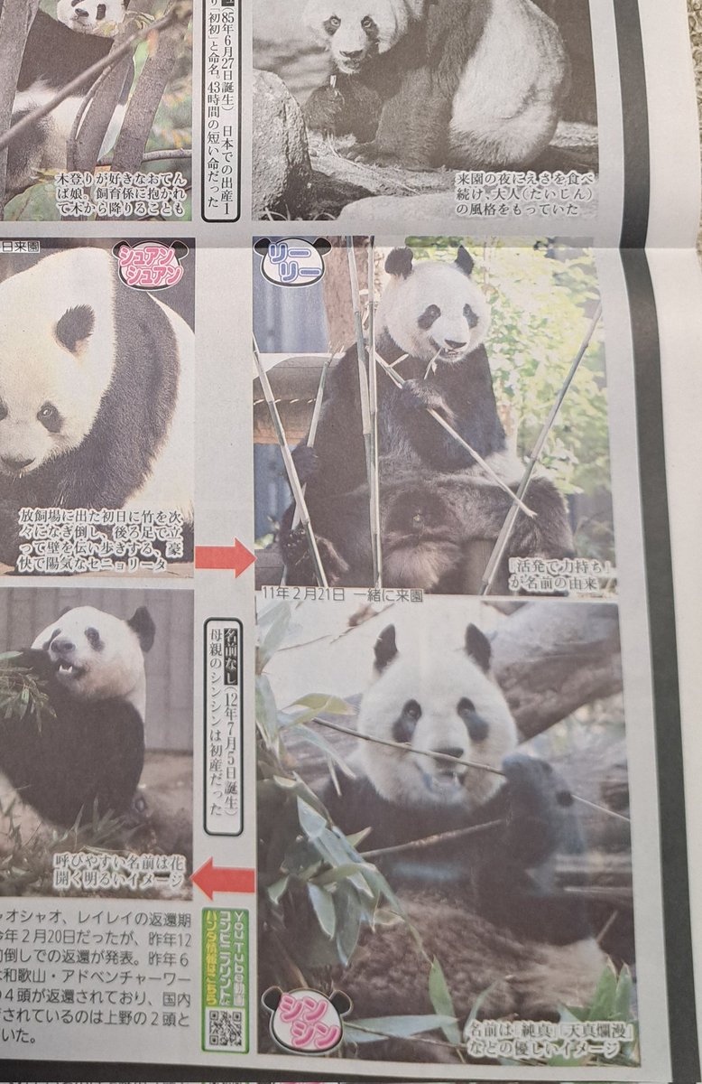 スポーツ報知の「パンダ報知」買ったんだけど、リーリーの所がシンシンの写真になってる。
#パンダ報知　#スポーツ報知　#シンシン　#リーリー