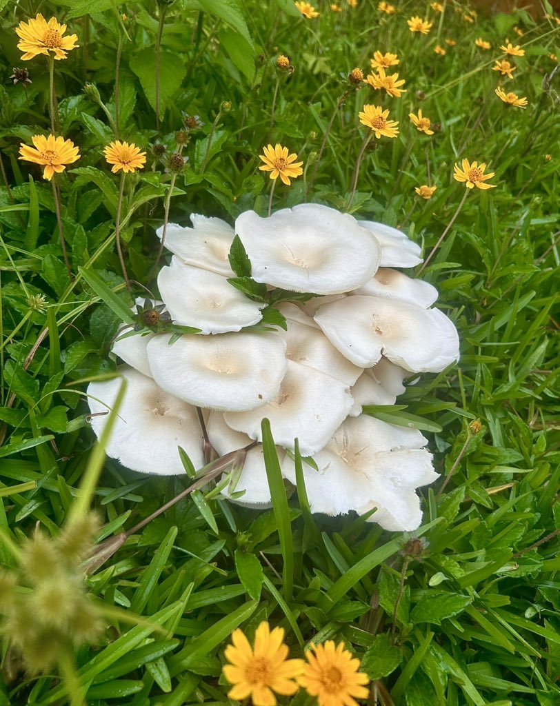 Kudzai 🫑🌶️🫑 tweet media