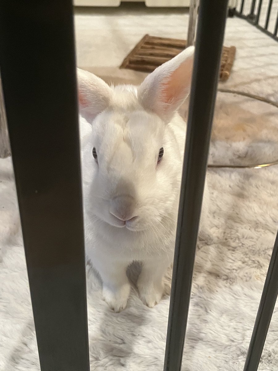 仕事中しょっちゅうこうやって待たれる…
「なでなで？だっこ？おやつ？」って聞きながらとりあえず撫でようと近寄ると逃げられる🥲