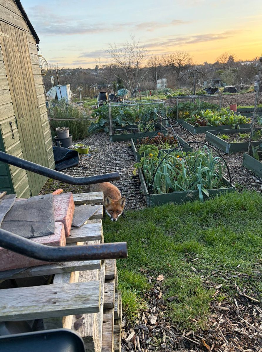 Chris Packham tweet media