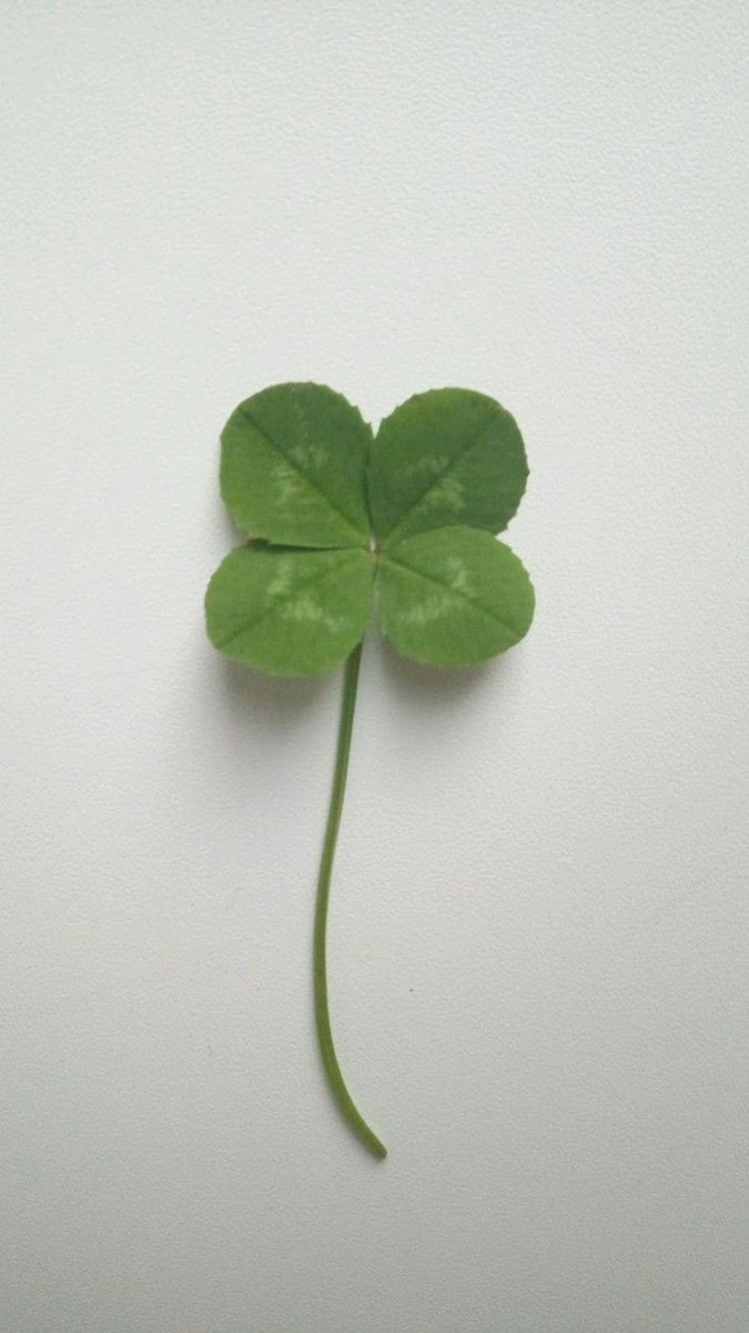 gimsieun590853's tweet image. 다음주가 티켓팅이니까 행운짤 다 가져옴