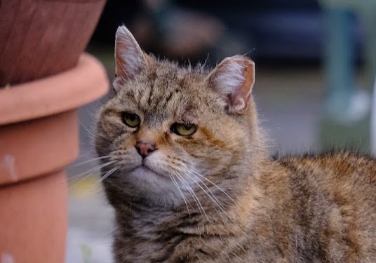 Robert Allotment cat,now helped by Janet & Amanda tweet media