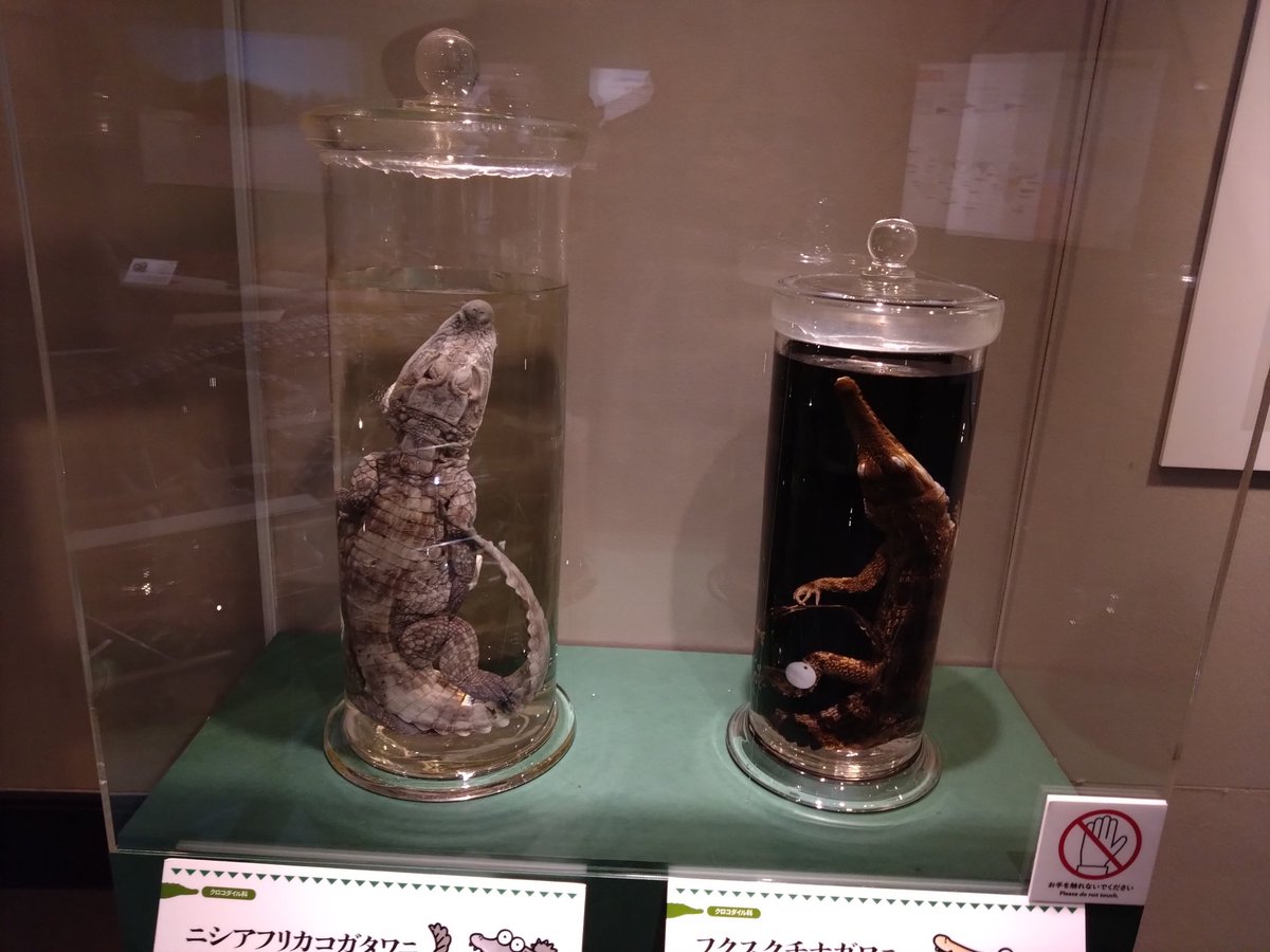あとワニ展もやってたから行ってきた！🐊 液浸標本を袋の上から触れ
