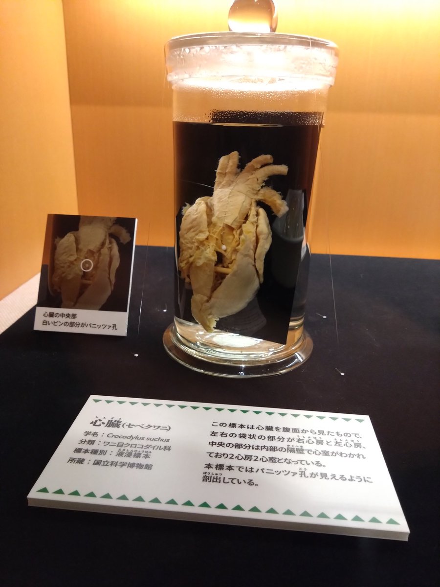 あとワニ展もやってたから行ってきた！🐊 液浸標本を袋の上から触れ