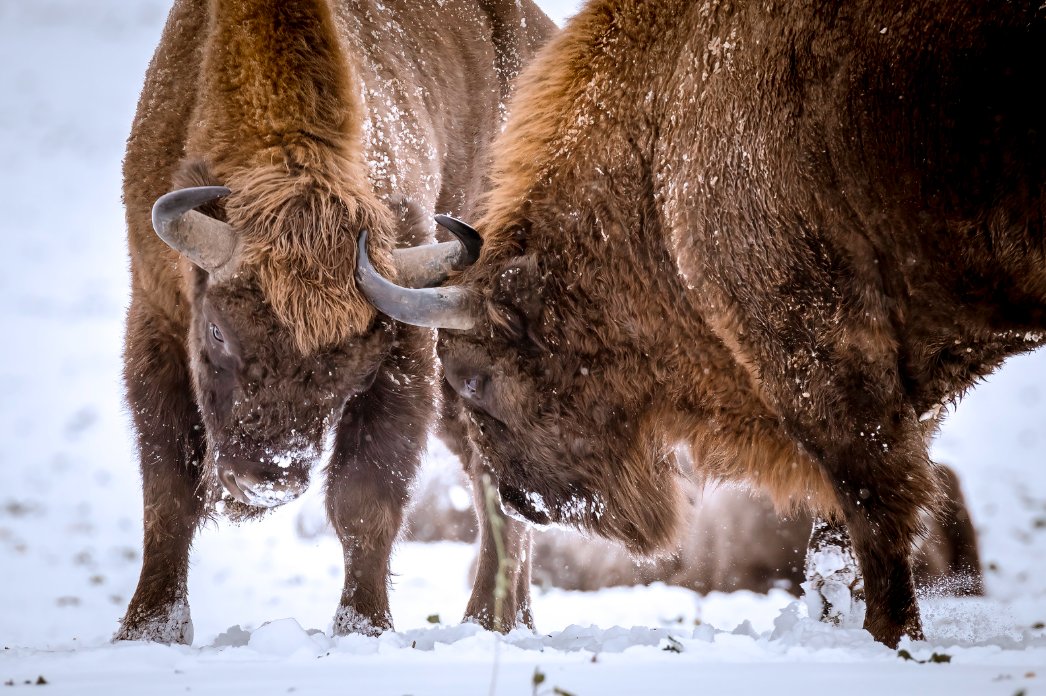 MuzeumPodlaskie's tweet photo. 🦬Dziś chcemy Wam zaprezentować kilka przepięknych zdjęć przedstawiających majestatyczne żubry.   

📸Autorką fotografii jest Małgorzata Pawelczyk z Muzeum Fotografii Wiktora Wołkowa w Turośni Kościelnej.

🦬1/4 https://t.co/8UuSMlwFtK