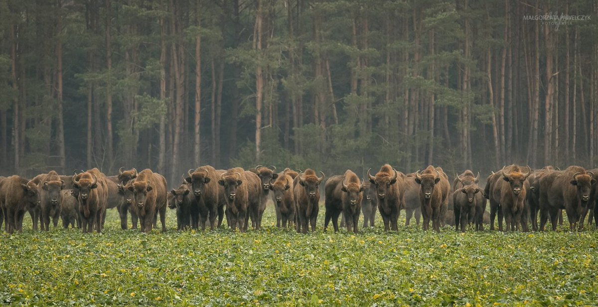 MuzeumPodlaskie's tweet photo. 🦬3/4 https://t.co/GGMrXvGPrN