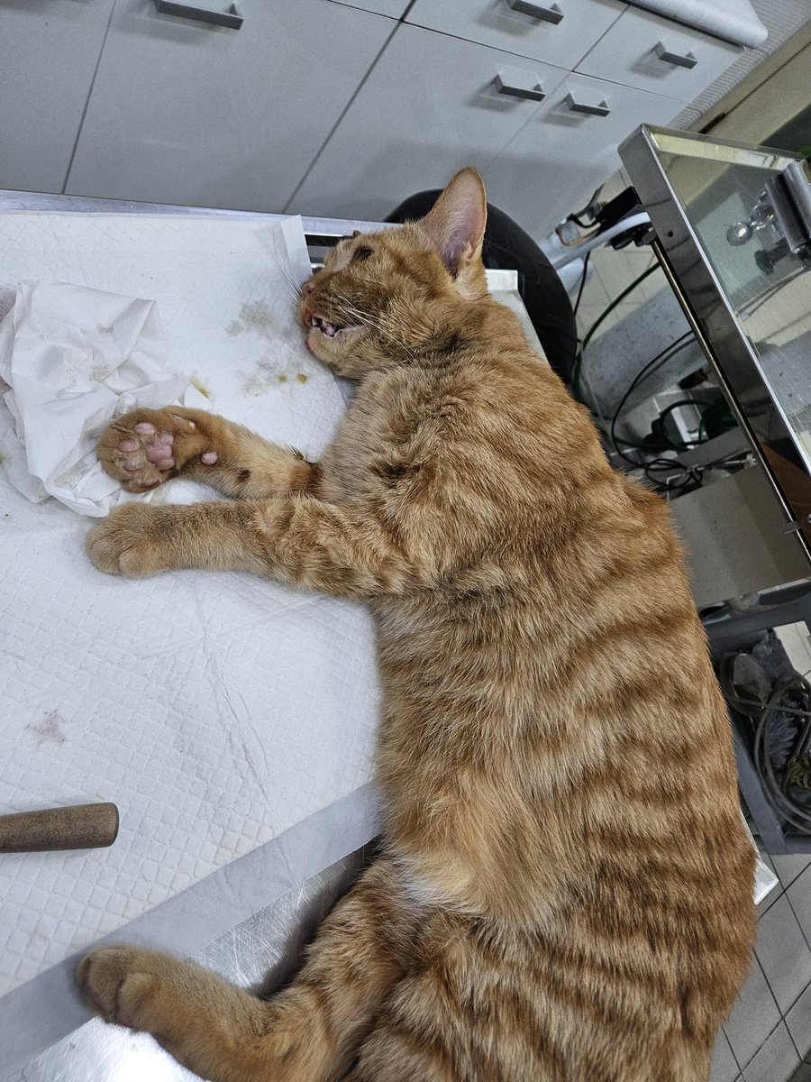 woori_mari_'s tweet image. 후원금…제발 다른 곳에 쓰지 마세요.🥺
영수증 모아서 사진으로만 올려도 되잖아요

보호자 없는 아픈 아이들 위해 이리저리 뛰어다니다가, 정말 돈이 없어서 치료 못 할까 봐…
살려보겠다고 마지막으로 모금하는 사람들도 있습니다.